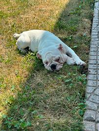 cuccioli bulldog inglese