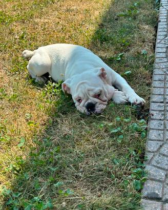 cuccioli bulldog inglese