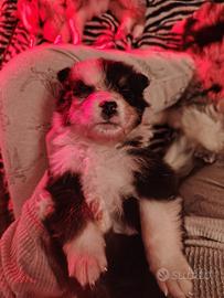 Cuccioli pastore australiano
