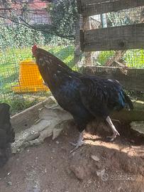 Galli Brahma e olliver egger