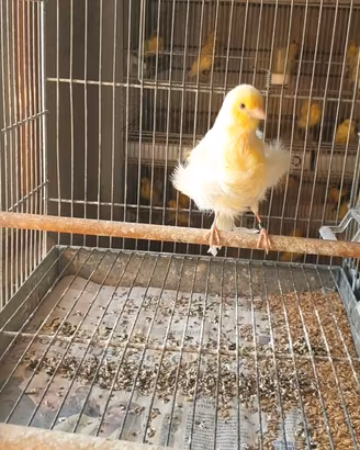 Animali
