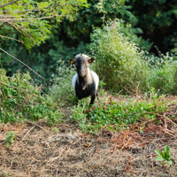 Capra tibetana