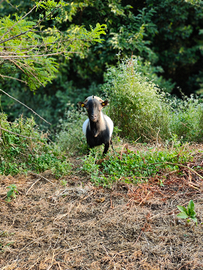 Capra tibetana