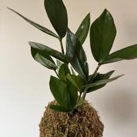 Kokedama Zamioculcas