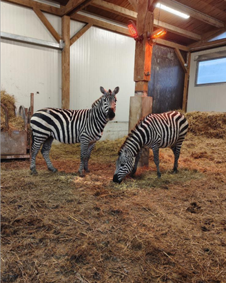 Zebre