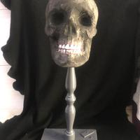 Scultura XL VINTAGE SCALA 1/1 CRANIO MEMENTO MORI