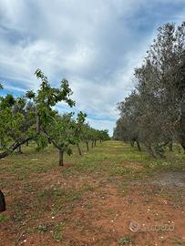 Terreno in Contrada lacucci
