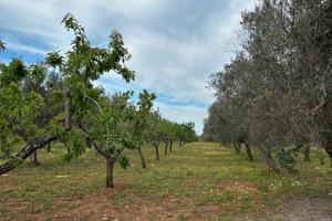 Terreno in Contrada lacucci