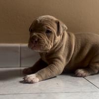Cuccioli Pitbull