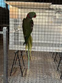 Pappagallo coppia grande alessandrini