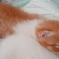 Gattini bianchi arancioni incroci europei persiani