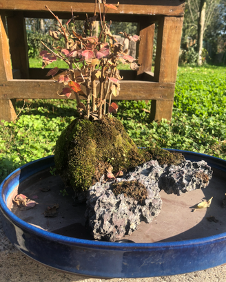 acero burgerianum su roccia