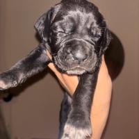 Cane corso cuccioli