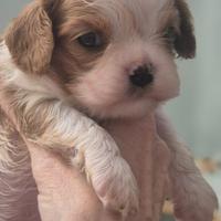 Cuccioli di Cavalier king