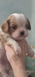 Cuccioli di Cavalier king