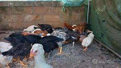 Polli e galline