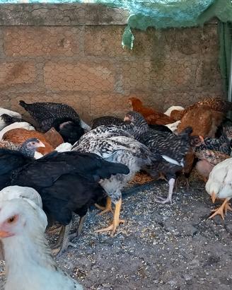 Polli e galline