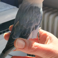 Inseparabile allevato a mano