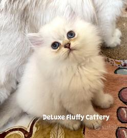 British Longhair Colorpoint