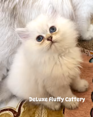 British Longhair Colorpoint