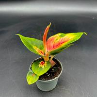aglaonema baby pink princess