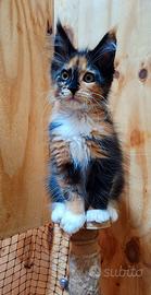 Cuccioli Maine Coon con Pedigree