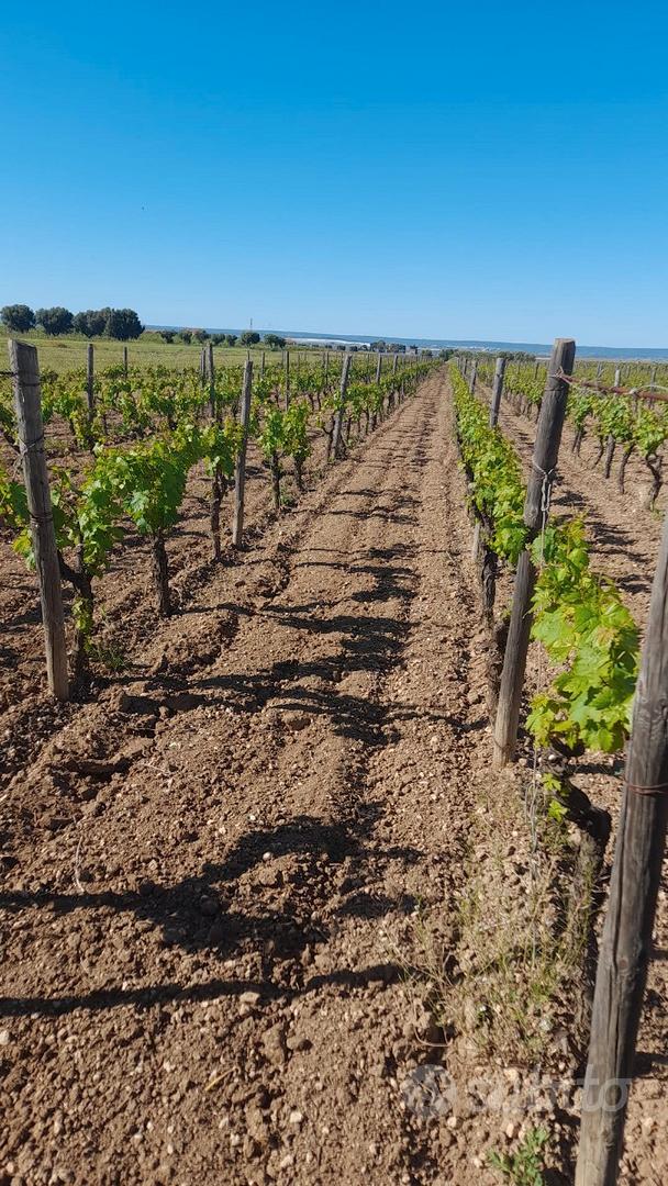 Terreno agricolo vigneto primitivo igp montefusco - Vista 6
