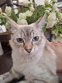  gattina 10 mesi