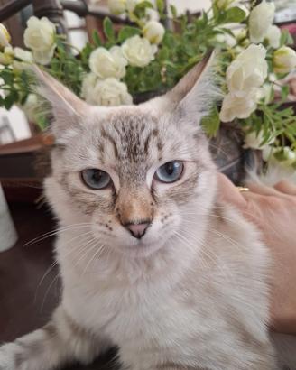  gattina 10 mesi