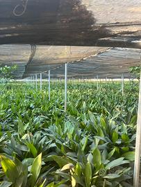 Serra professionale di 2000 mq