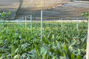 Serra professionale di 2000 mq