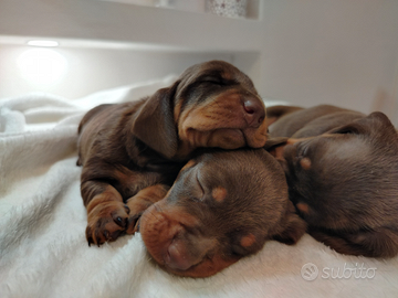 Cuccioli di bassotto cioccolato con pedigree ENCI