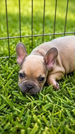 Bulldog francese cuccioli