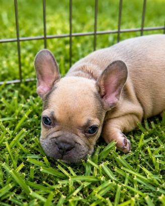 Bulldog francese cuccioli