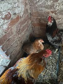Galline auracana