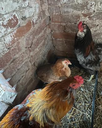 Galline auracana