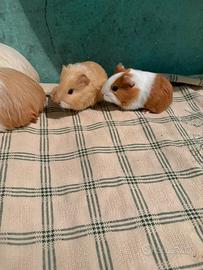 Cavia peruviana