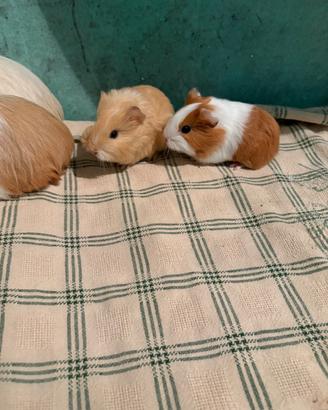 Cavia peruviana