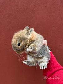 Coniglietti testa di leone