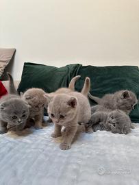 Scottish fold&straight