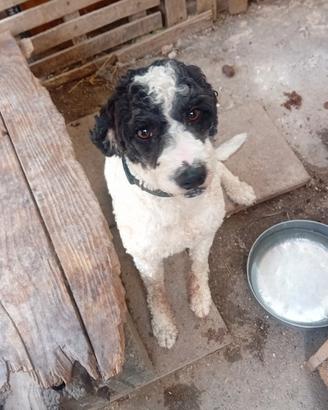 mix lagotto