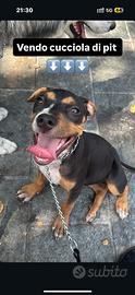 Ultima Cucciola pitbull