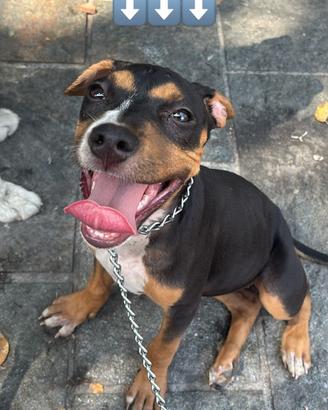 Ultima Cucciola pitbull