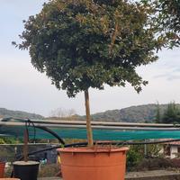 Esemplare di azalea japonica ad alberello