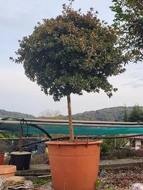 Esemplare di azalea japonica ad alberello