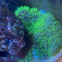 Corallo acquario marino