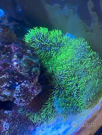 Corallo acquario marino