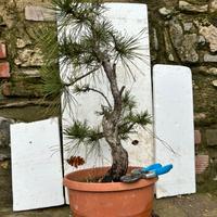 Pre bonsai Pino nero YAMADORI