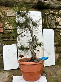 Pre bonsai Pino nero YAMADORI