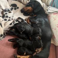 Cuccioli di Bassotto